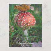 Agaricus-Pilz Postkarte (Vorderseite)