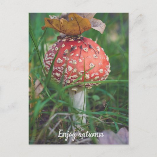 Agaricus-Pilz Postkarte (Vorderseite)