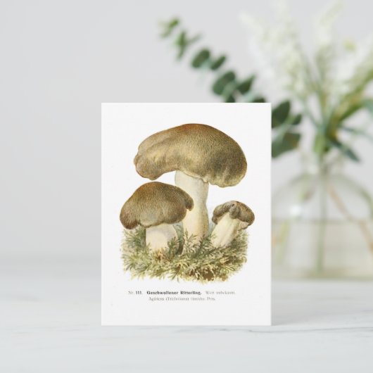 Agaricus Postkarte (Stehend Vorderseite)