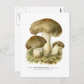 Agaricus Postkarte (Vorne/Hinten)
