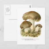 Agaricus tumidus postkarte (Vorne/Hinten)