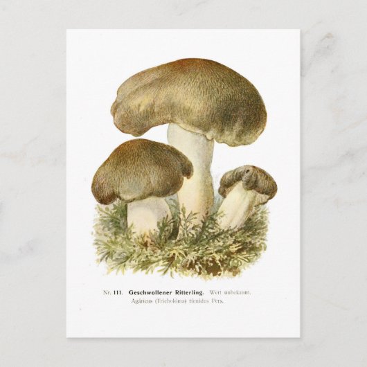 Agaricus tumidus postkarte (Vorderseite)