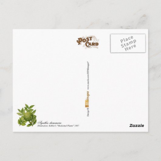 Agathis dammara Vintage Abbildung Postkarte (Rückseite)