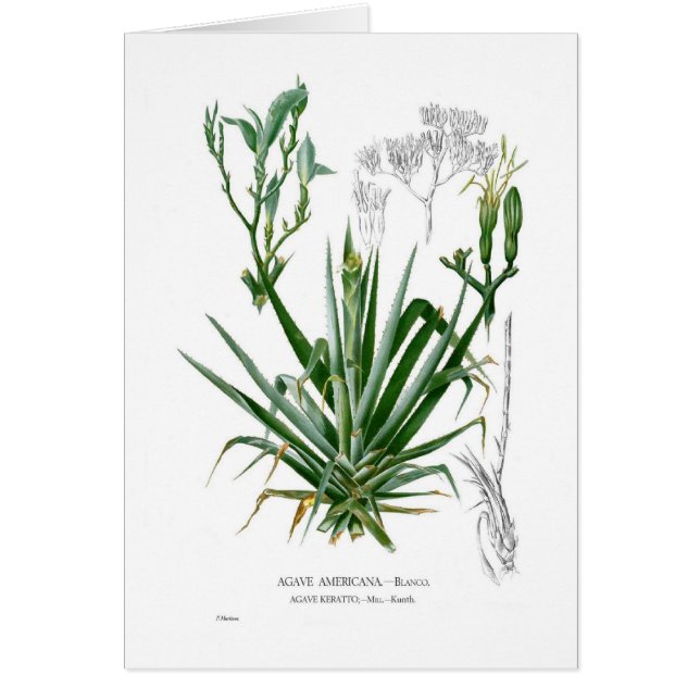 Agave (Vorne)