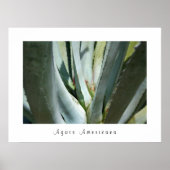Agave Americana Poster (Vorne)