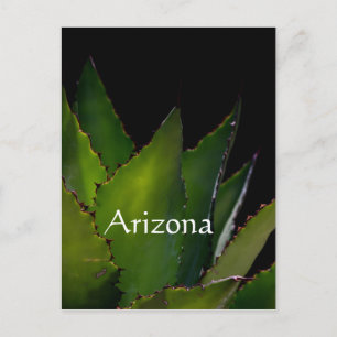 Agave Arizona Postkarte