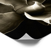 Agave Attenuata in Sepia Poster (Ecke)