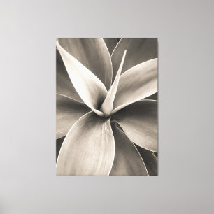 Agave attenuata leinwanddruck