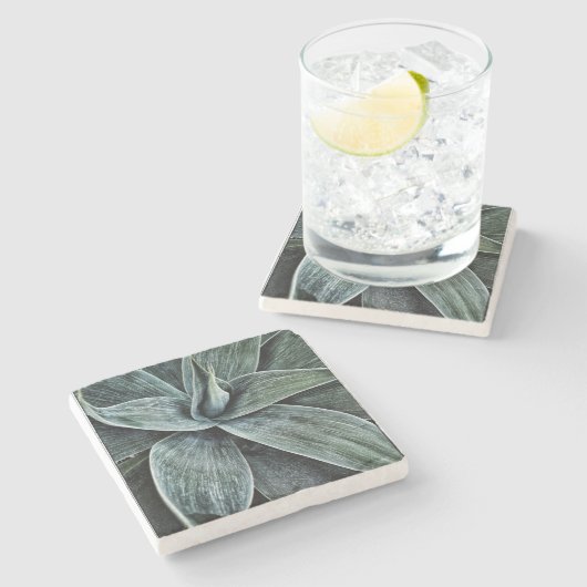 Agave Attenuata Steinuntersetzer (Seitenansicht)