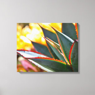 Agave "blaues Glühen" durch Debra-Lee Baldwin Leinwanddruck