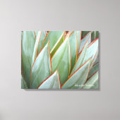 Agave "Blue Glow" Leinwand von Debra Lee Baldwin (Vorderseite)