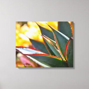 Agave Blue Glow succulekculed Foto Debra Lee Baldw Leinwanddruck