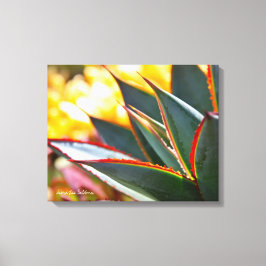 Agave Blue Glow succulekculed Foto Debra Lee Baldw Leinwanddruck