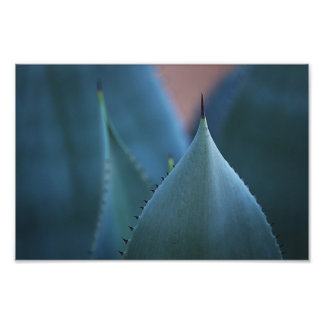 Agave cactus fotodruck