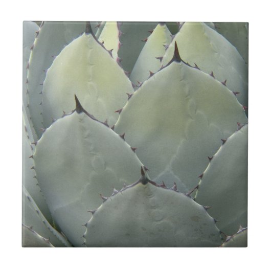 Agave Cactus Pflanze Southwestern Style Fliese (Vorderseite)