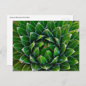 Agave Cactus Postcard Postkarte (Vorne/Hinten)
