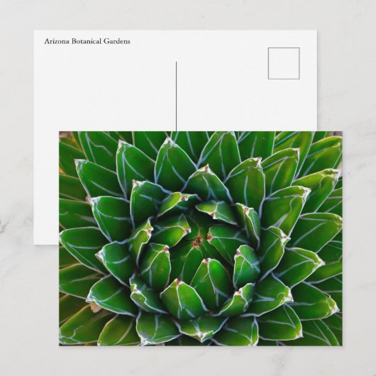Agave Cactus Postcard Postkarte (Vorne/Hinten)