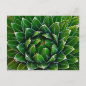 Agave Cactus Postcard Postkarte (Vorderseite)