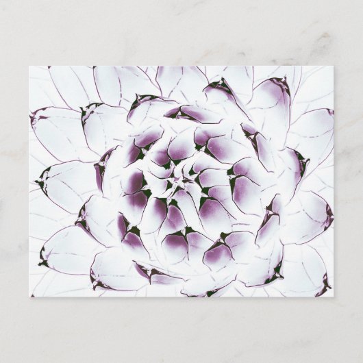 Agave Cactus Postcard Postkarte (Vorderseite)