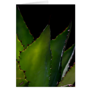 Agave Glow