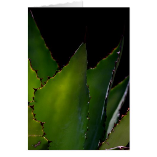 Agave Glow (Vorne)