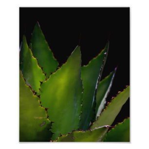 Agave glühen fotodruck