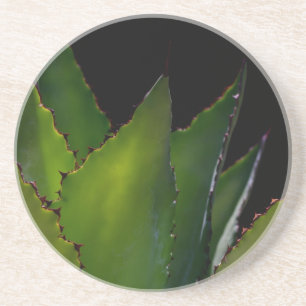 Agave glühen sandstein untersetzer