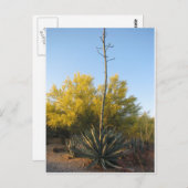 Agave in Bloom Postkarte (Vorne/Hinten)