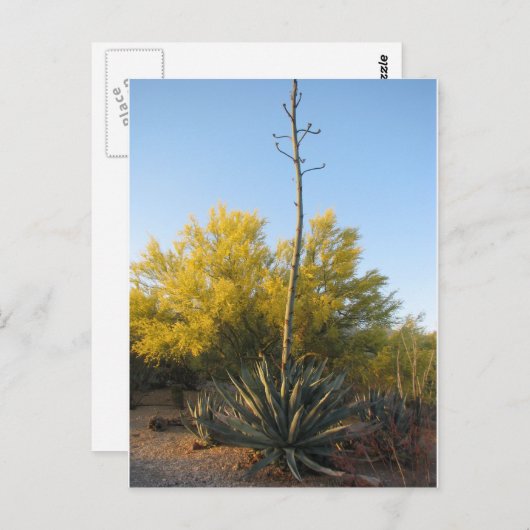 Agave in Bloom Postkarte (Vorne/Hinten)