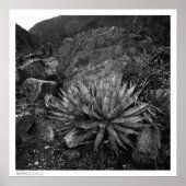 Agave in Deep Canyon Desert Research Station Poster (Vorne)