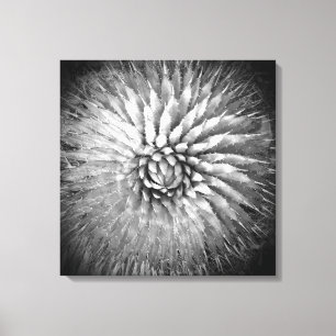 Agave nagelt Schwarzweiss auf Leinwand 22" x 22"