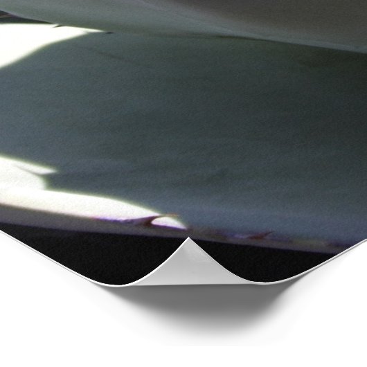 Agave parryi poster (Ecke)