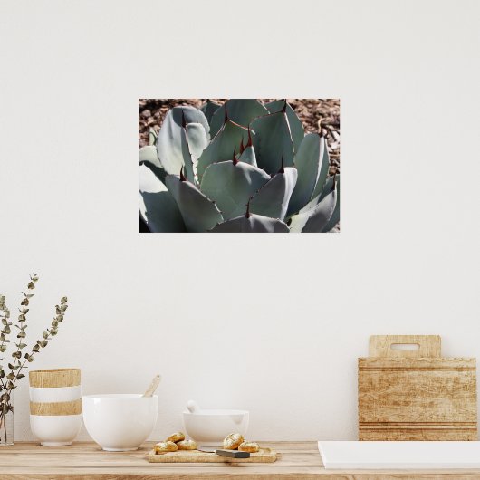Agave parryi poster (Küche)