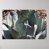 Agave parryi poster (Vorne)