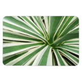 Agave Pflanze grün und weiß gestrichen Magnet (Horizontal)