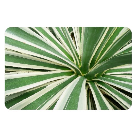 Agave Pflanze grün und weiß gestrichen Magnet (Horizontal)