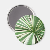 Agave Pflanze grün und weiß gestrichen Magnet (Vorderseite/Rückseite)