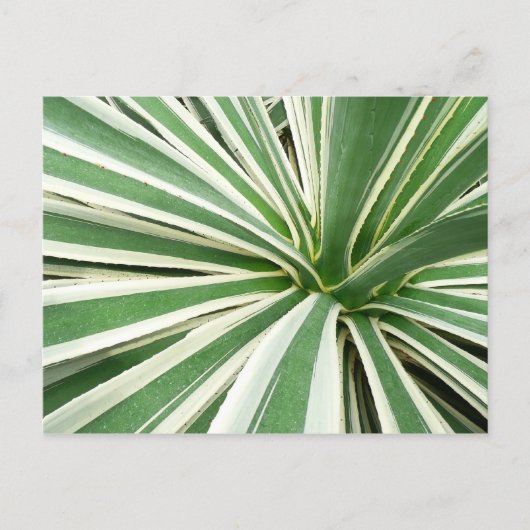 Agave Pflanze grün und weiß gestrichen Postkarte (Vorderseite)