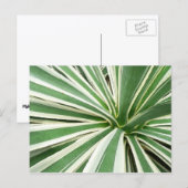 Agave Pflanze grün und weiß gestrichen Postkarte (Vorne/Hinten)