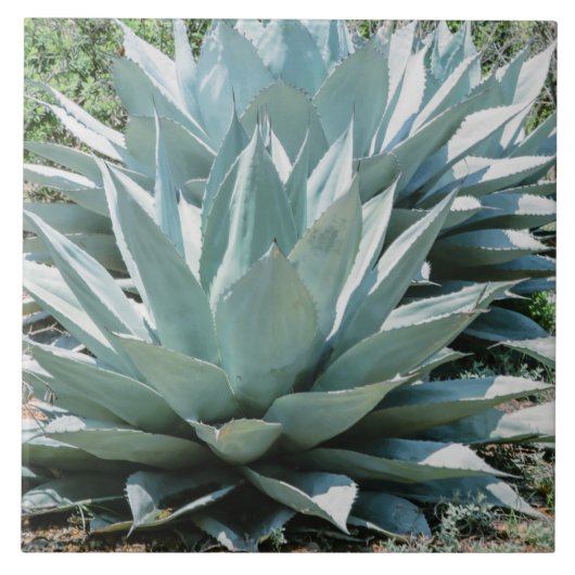 Agave Pflanze Succulent Blue Cacti Botanische Wüst Fliese (Vorderseite)