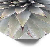 Agave Pflanze Succulent Blue Cacti Tequila Wüste Poster (Ecke)