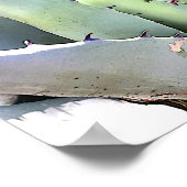 Agave Pflanze Succulent Blue Cacti Tequila Wüste Poster (Ecke)