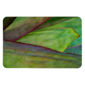 Agave Plant Detail Magnet (Horizontal)