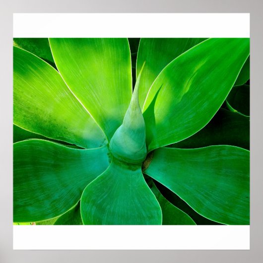 Agave Poster (Vorne)