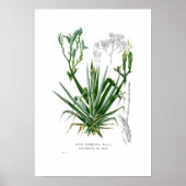 Agave Poster (Vorne)