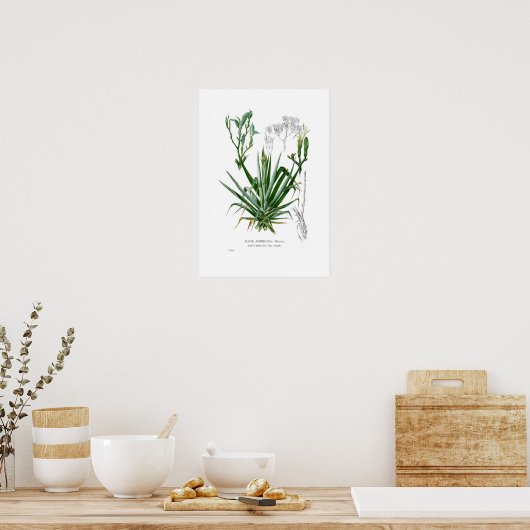 Agave Poster (Küche)