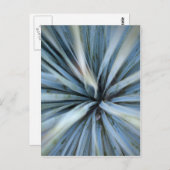 Agave Postkarte (Vorne/Hinten)