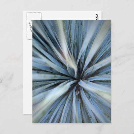 Agave Postkarte (Vorne/Hinten)