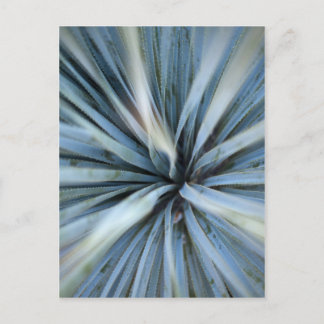Agave Postkarte