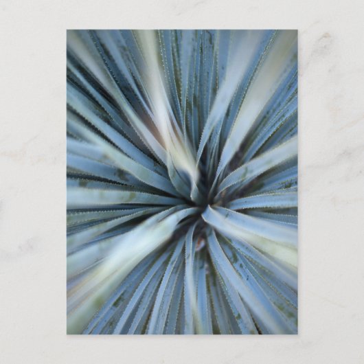 Agave Postkarte (Vorderseite)